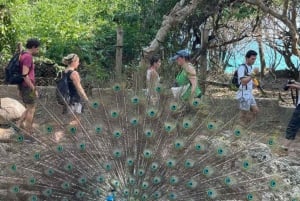 Zanzibar: Halvdagsrundtur till Fängelseön