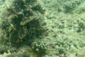 DAR ES SALAAM: MBUDYA-SAARI SNORKLAUSKIERROS JA RANTAVIBAT