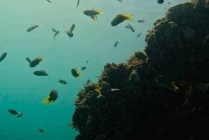 DAR ES SALAAM: MBUDYA ISLAND SNORKELING TOUR & BEACH VIBES