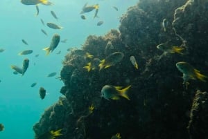 DAR ES SALAAM: MBUDYA ISLAND SNORKELING TOUR & BEACH VIBES