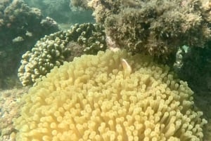 DAR ES SALAAM: MBUDYA ISLAND SNORKELING TOUR & BEACH VIBES