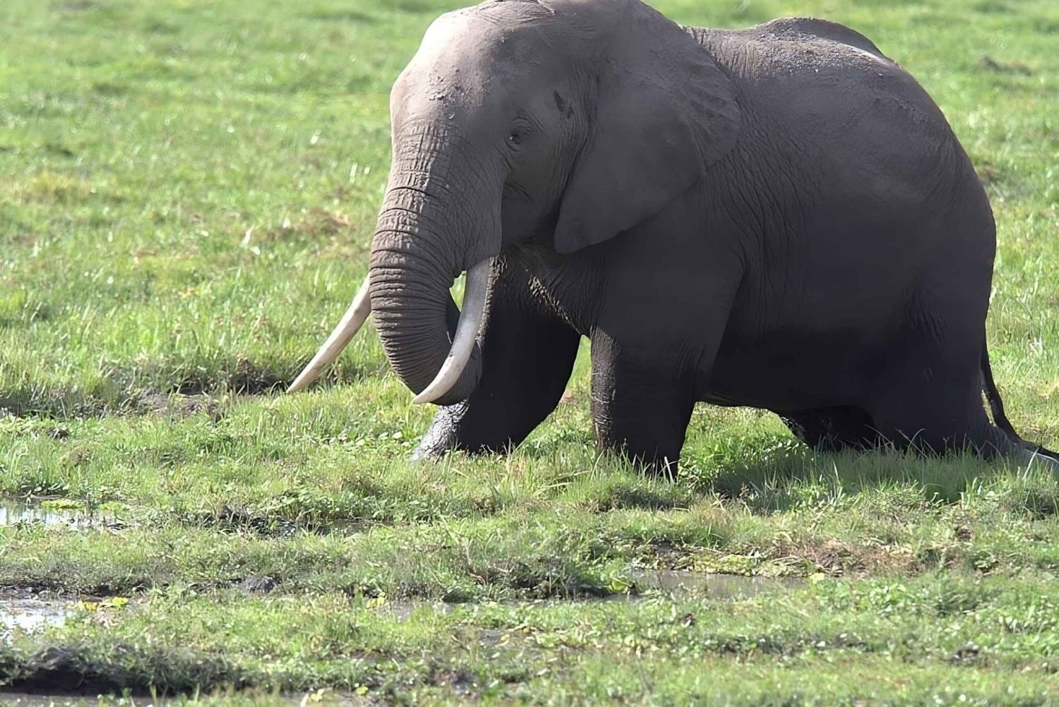 Dar es Salaam : Safari privé de 2 jours dans le parc national de Mikumi