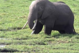 Dar es Salaam : Safari privé de 2 jours dans le parc national de Mikumi