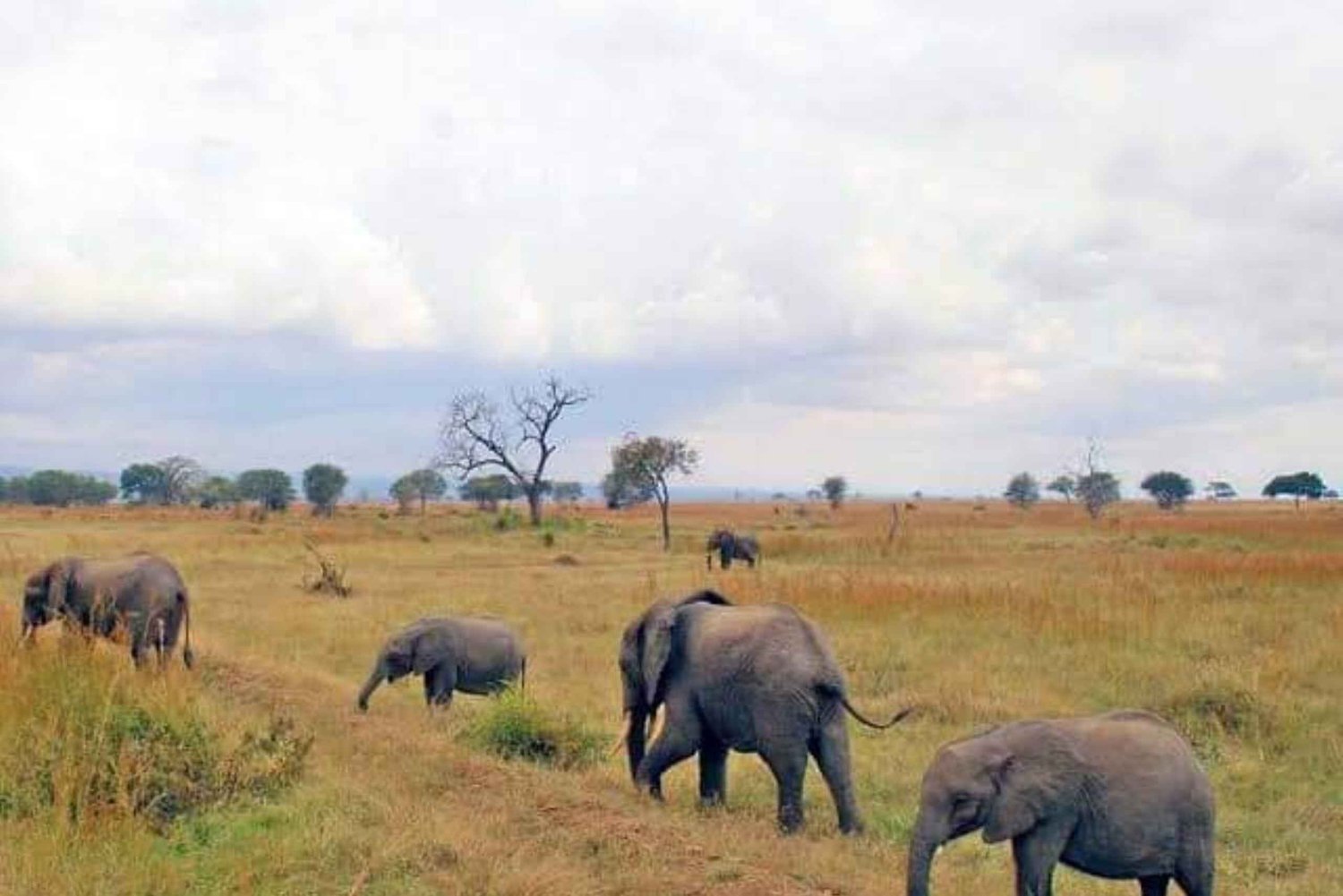Dar es Salaam: 3-dniowe safari w Parku Narodowym Mikumi