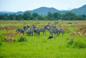 Dar es Salaam: Safári de 3 dias no Parque Nacional Mikumi