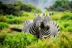 Dar es Salaam: Safári de 3 dias no Parque Nacional Mikumi