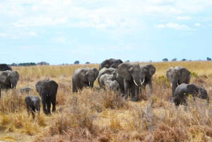 Dar es Salaam: Safári de 3 dias no Parque Nacional Mikumi