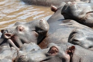Dar es Salaam: Safári de 3 dias no Parque Nacional Mikumi