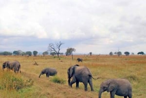 Dar es Salaam: 3-dniowe safari w Parku Narodowym Mikumi