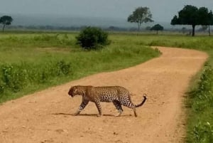 Dar es Salaam: 3-dniowe safari w Parku Narodowym Mikumi