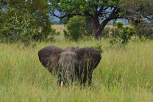 Dar es Salaam: 3-dniowe safari w Parku Narodowym Mikumi