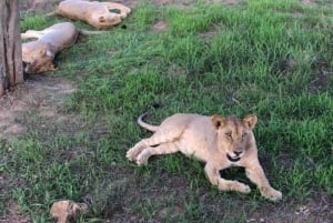 Dar es Salaam: 3-dniowe safari w Parku Narodowym Mikumi