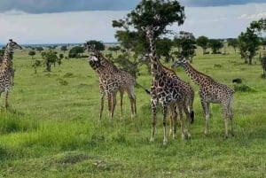 Dar es Salaam: 3-dniowe safari w Parku Narodowym Mikumi