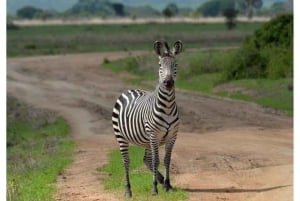 Dar es Salaam: 3-dniowe safari w Parku Narodowym Mikumi
