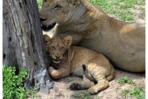 Dar es Salaam: 3-dniowe safari w Parku Narodowym Mikumi