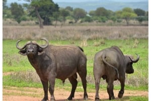 Dar es Salaam: 3-dniowe safari w Parku Narodowym Mikumi