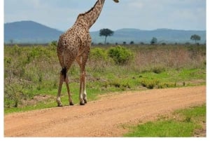 Dar es Salaam: 3-dniowe safari w Parku Narodowym Mikumi