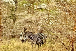 Dar es Salaam: Mikumi National Park Day Trip By Train