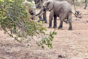 Dar es Salaam: Mikumi National Park Day Trip By Train