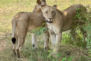 Dar es Salaam: Mikumi National Park Day Trip By Train