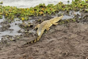 Dar es Salaam: Mikumi National Park Day Trip By Train