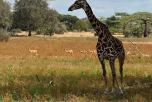 Dar es Salaam: Mikumi National Park Day Trip By Train