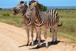 Dar es Salaam: Mikumi National Park Day Trip By Train