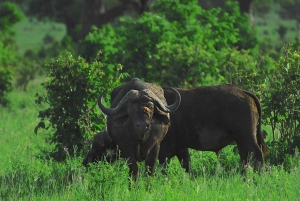 Dar es Salaam: Mikumi National Park Day Trip By Train