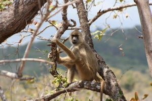 Dar es Salaam: Mikumi National Park Tagestour mit Mittagessen