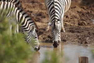 Dar es Salaam: wycieczka 1-dniowa do Parku Narodowego Mikumi z lunchem