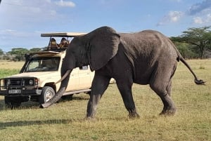 Dar es Salaam: Escursione di un giorno al Parco Nazionale di Mikumi con viaggio in treno