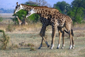 Dar es Salaam: Escursione di un giorno al Parco Nazionale di Mikumi con viaggio in treno