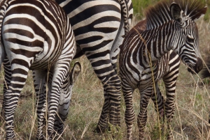 Dar es Salaam: Escursione di un giorno al Parco Nazionale di Mikumi con viaggio in treno