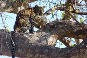 Dar es Salaam: Escursione di un giorno al Parco Nazionale di Mikumi con viaggio in treno