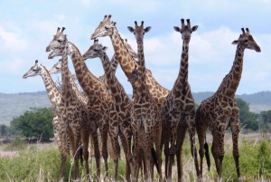 Dar es Salaam: Escursione di un giorno al Parco Nazionale di Mikumi con viaggio in treno