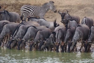 Dar es Salaam: Escursione di un giorno al Parco Nazionale di Mikumi con viaggio in treno