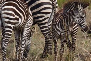 Dar es Salaam : Excursion en train dans le parc national de Mikumi
