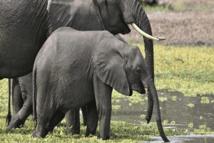 ダルエスサラーム：ミクミ国立公園日帰りツアー（電車でご案内）