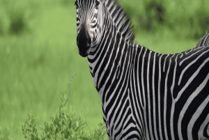 ダルエスサラーム：ミクミ国立公園日帰りツアー（電車でご案内）