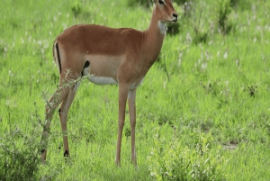 ダルエスサラーム：ミクミ国立公園日帰りツアー（電車でご案内）