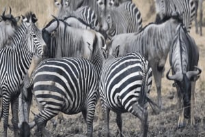 ダルエスサラーム：ミクミ国立公園日帰りツアー（電車でご案内）