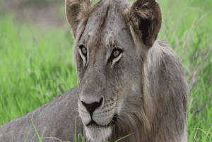 ダルエスサラーム：ミクミ国立公園日帰りツアー（電車でご案内）