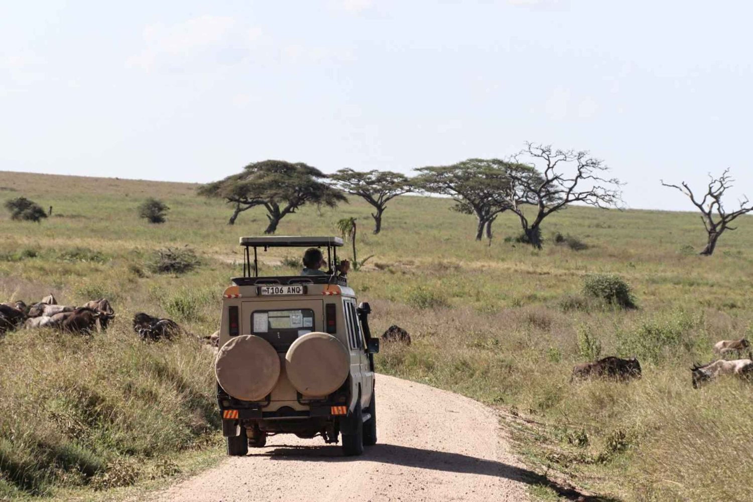 Dar es Salaam: Mikumi nasjonalpark safari med togtur