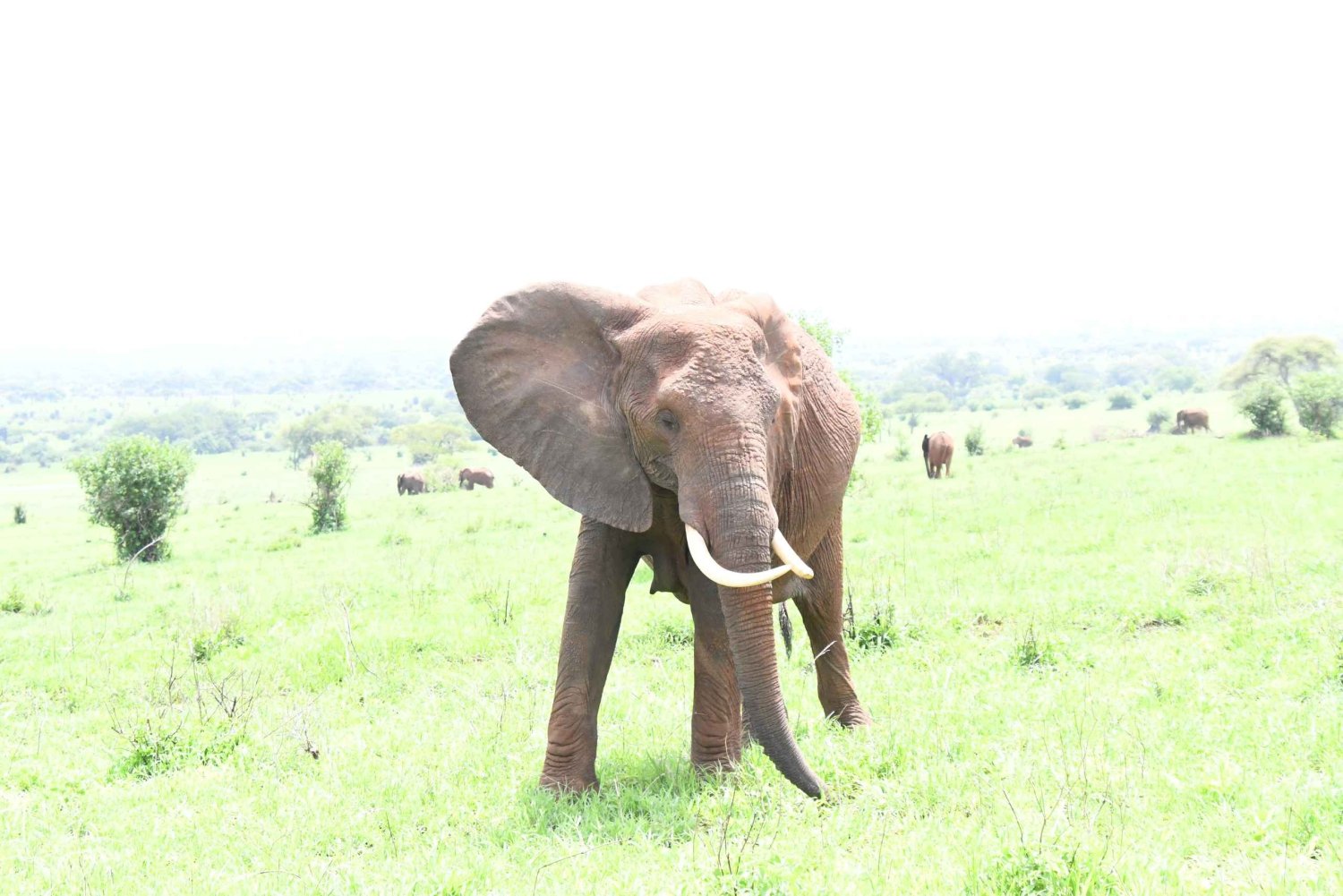 Dar es Salaam: Mikumi & Udzungwa 2-Day Safari & Hike