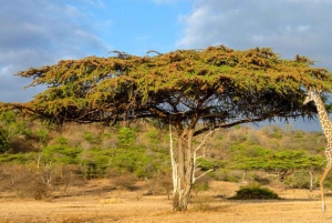 Dar es Salaam: Parque Nacional Nyerere Safari de 2 días con acampada
