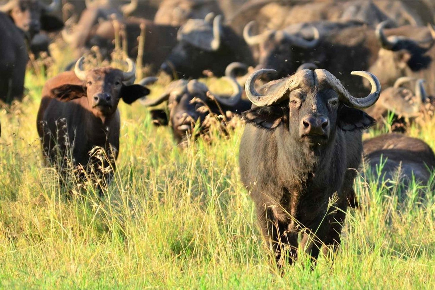 From Zanzibar, Nyerere National Park 4-Day Safari & Fishing