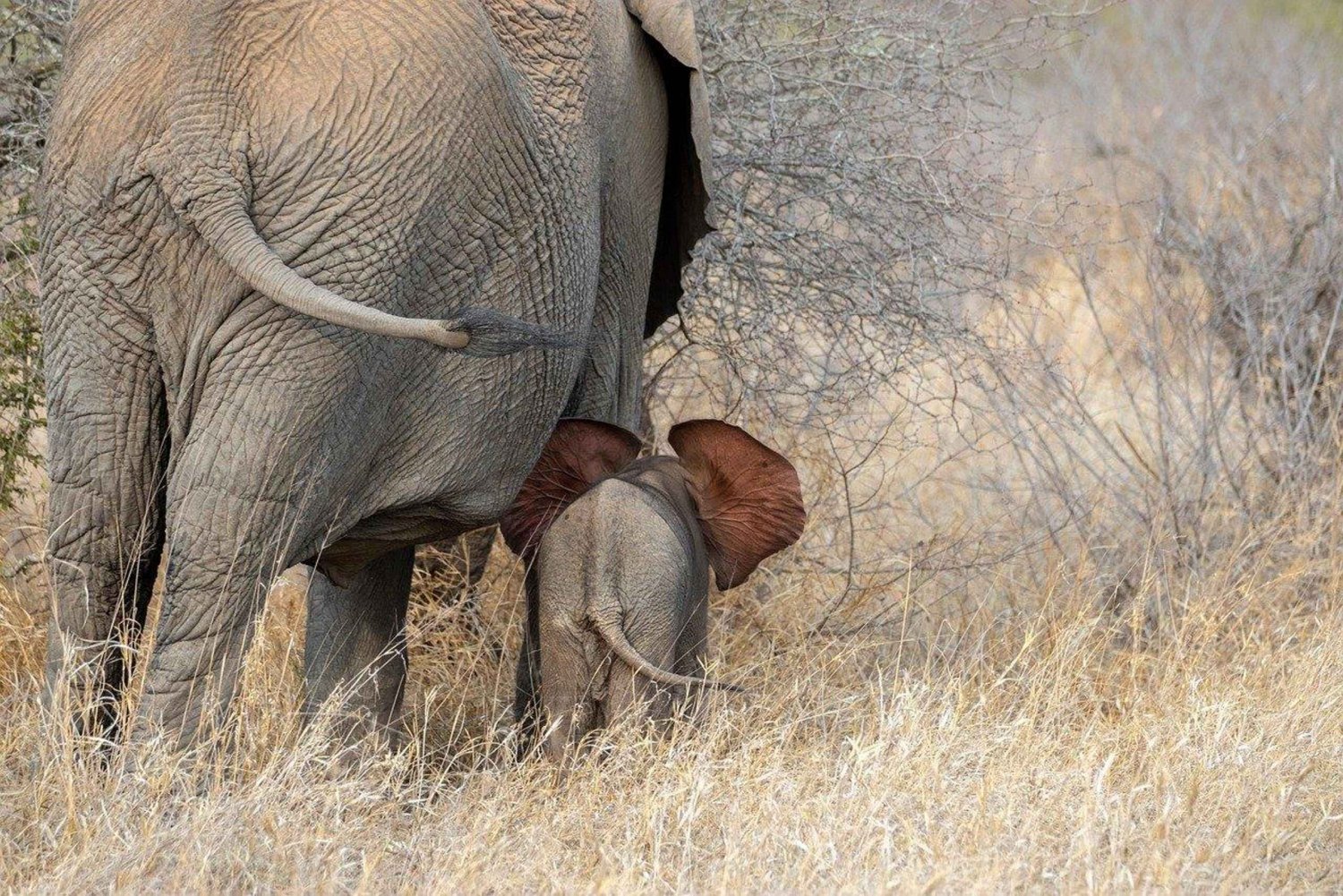 Dar Es Salaam: Overnight Safari at Mikumi National Park