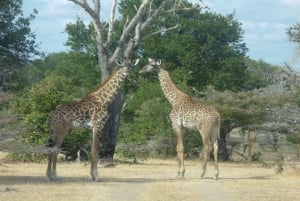Dar Es Salaam: Safari nocturno en el Parque Nacional de Mikumi