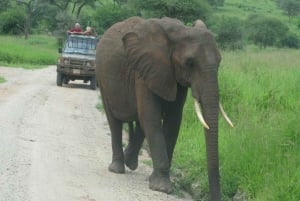 Dar Es Salaam: Mikumin kansallispuistossa yön yli safari