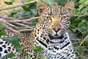 Dar Es Salaam: Safari mit Übernachtung im Mikumi National Park